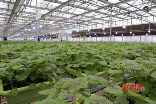 省农业农村厅落实防灾减灾预案 确保鲜活农产品稳定供应