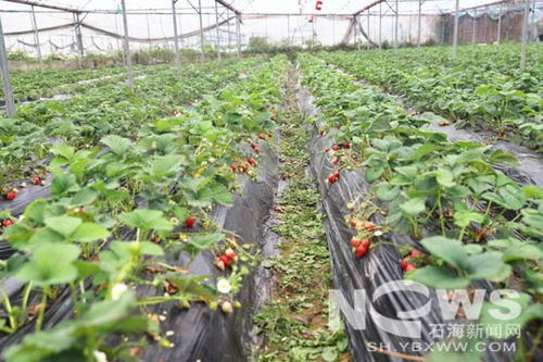 兴文县 打通供销两端，拎稳农产品出村进城的“菜篮子”