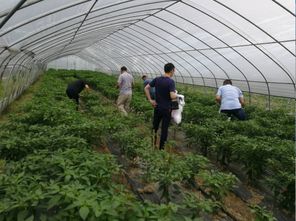 开展农产品例行监测 守护舌尖上的安全